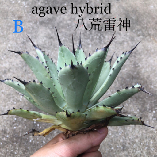 アガベハイブリッド 八荒雷神 台湾輸入株