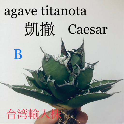 アガベチタノタ シーザーCaesar 台湾輸入株！