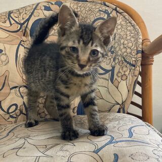 仔猫1匹（キジトラ・オス・生後65日前後）の里親様を募集しております。