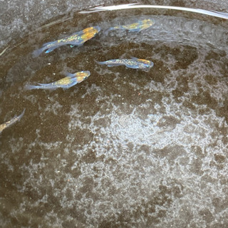 メダカ売ってます