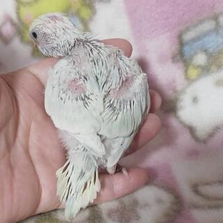 淡い色合い 珍しいカラーの綺麗なセキセイインコ − 埼玉県