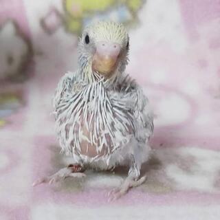 淡い色合い 珍しいカラーの綺麗なセキセイインコ - 東松山市
