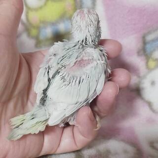 淡い色合い 珍しいカラーの綺麗なセキセイインコ - 地元のお店