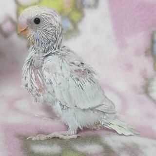 淡い色合い 珍しいカラーの綺麗なセキセイインコの画像