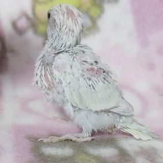 淡い色合い 珍しいカラーの綺麗なセキセイインコ - ペット
