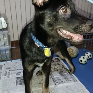 7月12日頃飼い犬が自宅から逃げてしまいました。