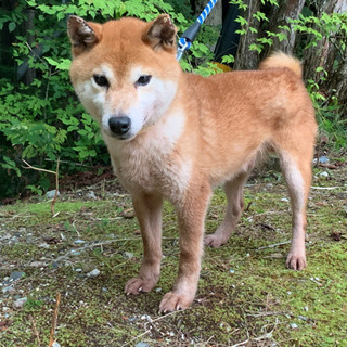 人懐っこい柴犬　りゅうくん - 犬