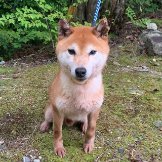 人懐っこい柴犬　りゅうくん - 恵那市
