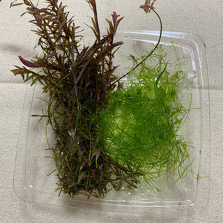 水草セットで４００円でどうですか？の画像