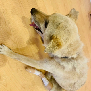 保護犬保護猫の里親募集をしています‼️（チワワちゃん募集締切まし...