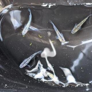雷切メダカ今年生まれ稚魚5匹の画像