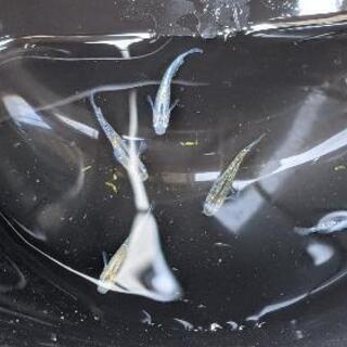 雷切メダカ今年生まれ稚魚5匹の画像