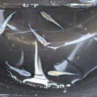 雷切メダカ今年生まれ稚魚5匹の画像