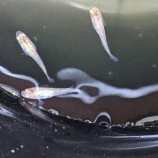 三色錦メダカ今年生まれ稚魚5匹 取引中