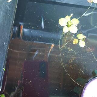 陽炎メダカの画像