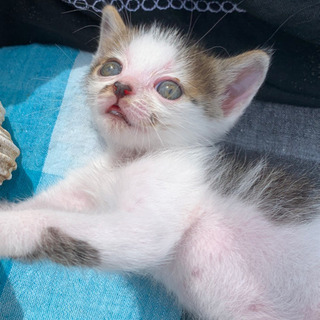 子猫 