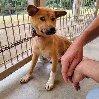 センター収容中の元野犬の仔犬「ほなみ」
