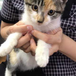 美しい三毛猫さん