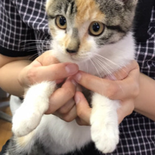 美しい三毛猫さん - 寒河江市