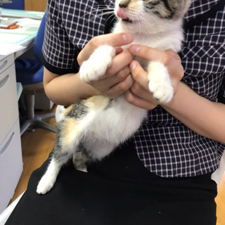 美しい三毛猫さん - 猫