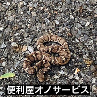 愛知県全域対応　蜂の巣駆除、ゴキブリ、コウモリ、ヘビなど - 害虫/害獣駆除