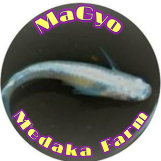 メダカマルシェINヲソラホンマチ★