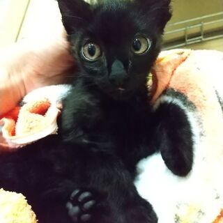 先住さんと仲良くしてます！黒の小顔男子　生後３か月齢　
