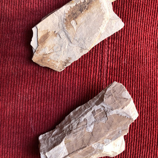 木の葉石　化石