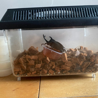 カブトムシ　雄(オス) カゴ付き・ダニ防止加工済み土・ゼリー　3...