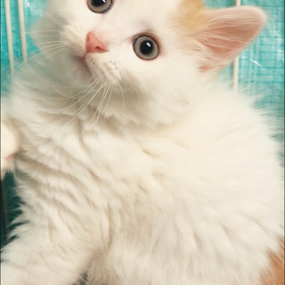 サイベリアン　保護猫　子猫　●●●本文をよくご覧下さいませ。 ●...