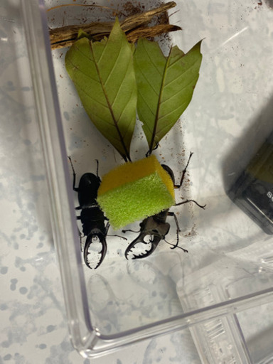 ノコギリクワガタ、ミヤマクワガタ