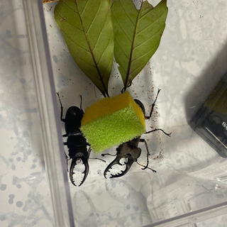 ノコギリクワガタ、ミヤマクワガタ