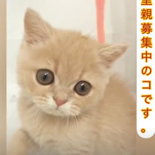 ブリティッシュショートヘア　ｸﾘｰﾑ　子猫　●●●本文をよくご覧...