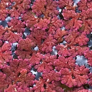 🍁①赤浮草 ビオトープ用 差し上げます(無料)
