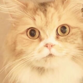 マンチカン　成猫ちゃん　●●●本文をよくご覧下さいませ。 ●●●...