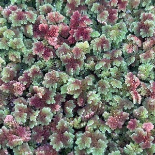🌿🍁①カラフル水草 差し上げます(無料)
