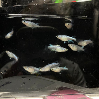メダカ　ヒレ長ブルースターダスト　10匹の画像