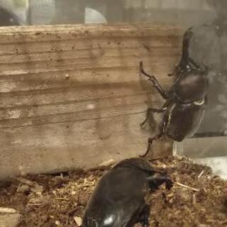 カブトムシ