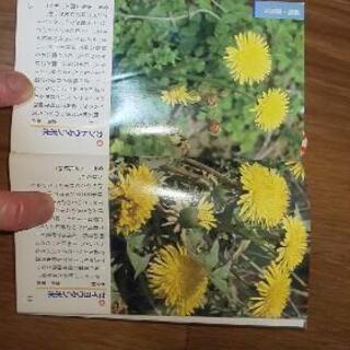 山野草ポケット図鑑縦15㎝横8、5㎝の画像
