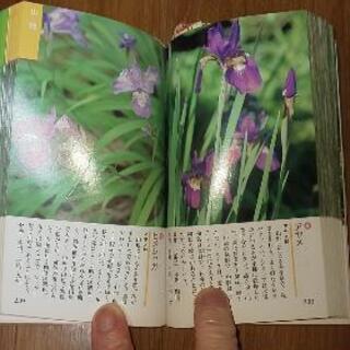 山野草ポケット図鑑縦15㎝横8、5㎝の画像