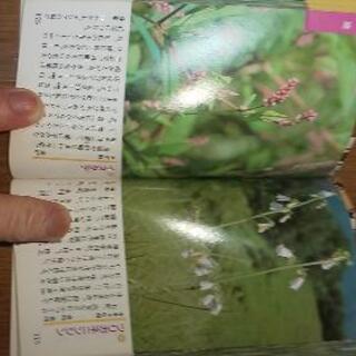 山野草ポケット図鑑縦15㎝横8、5㎝の画像