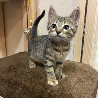 【一時中止】生後2ヶ月のメスとオスの子猫