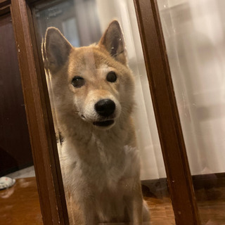 マツ(♂) 柴犬