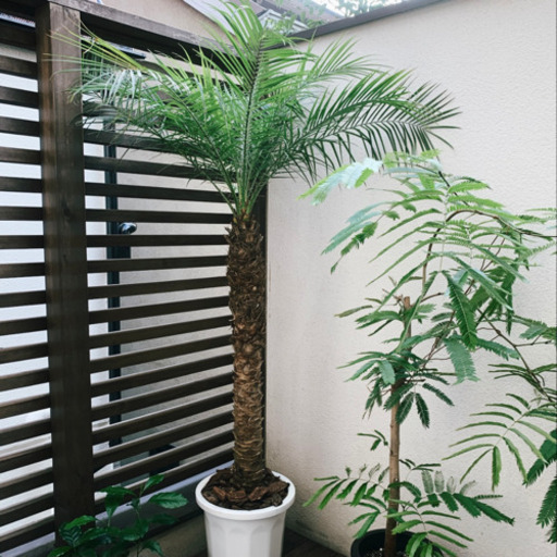 大型観葉植物　フェニックス　ロベレニー  1.7m