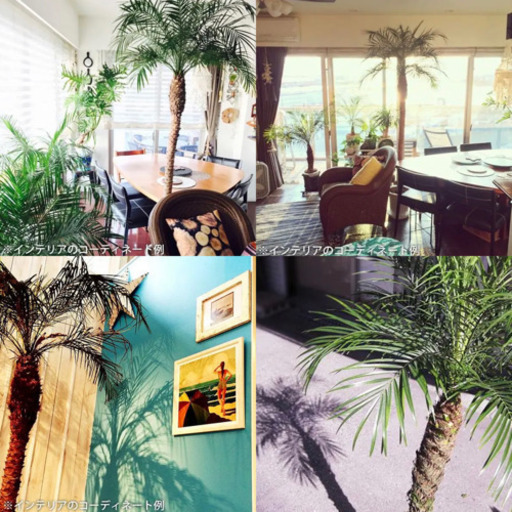 大型観葉植物　フェニックス　ロベレニー  1.7m