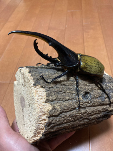 ヘラクレス・ヘラクレス　♂144㎜優良血統ペア　即ブリ