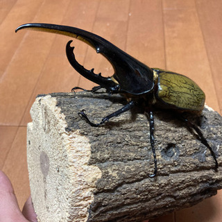 ヘラクレス・ヘラクレス ♂144㎜優良血統ペア 即ブリ