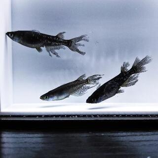 【お譲り先決まりました！】『ゴースト』メダカの有精卵　30個+α...
