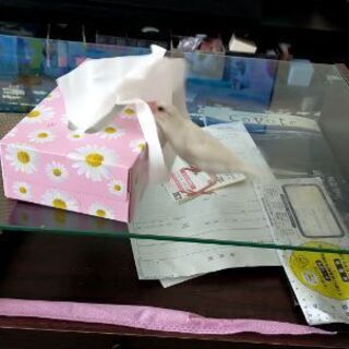 迷子の白文鳥を探しています