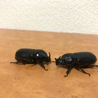 沖縄県産　サイカブトペア